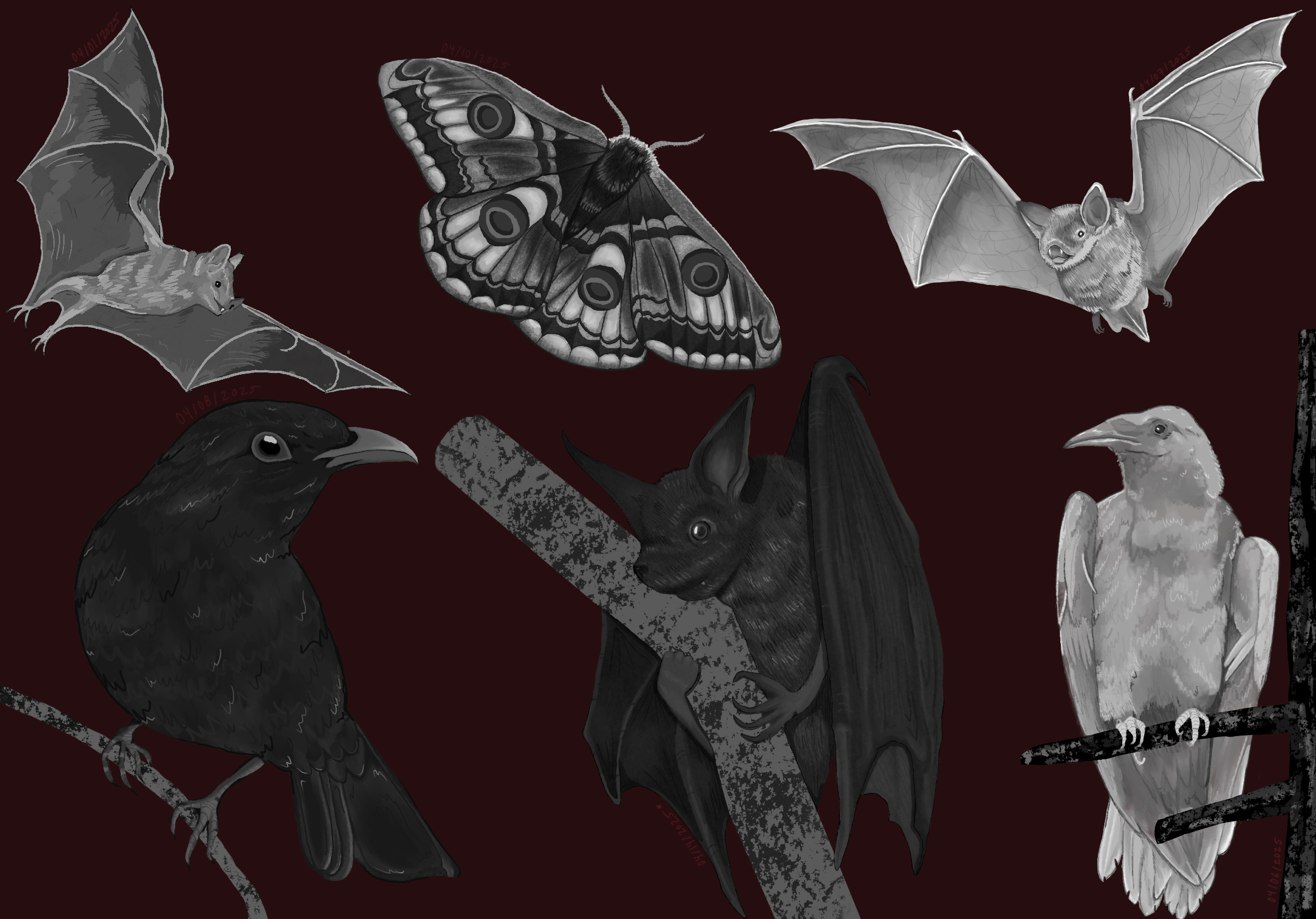 Black and white digital sketches of three bats, an emporor moth, a black bird, and a crow